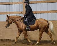 beginner-safe-quarter-horse