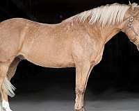 palomino-star-horse