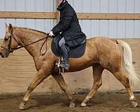 ranch-work-quarter-horse