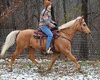 athletic-quarter-horse