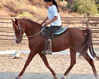 chestnut-stripe-sock-horse