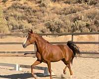 all-around-morgan-horse