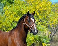 ranch-work-quarter-horse