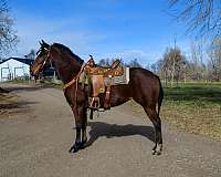 trail-quarter-horse