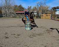 beginner-quarter-horse