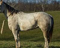 ranch-work-quarter-horse