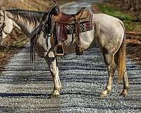 ranch-quarter-horse