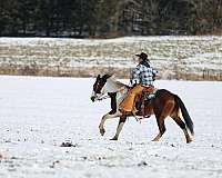 athletic-quarter-horse