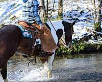 ranch-quarter-horse