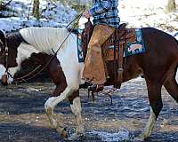 ranch-versatility-quarter-horse