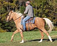 ranch-work-quarter-horse