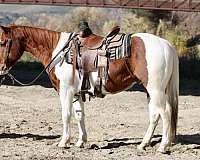 palomino-blaze-3-socks-horse