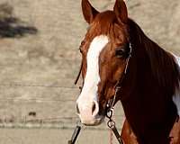 family-horse-quarter