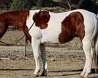 ranch-work-quarter-horse