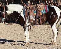 tobiano-4-stockings-horse