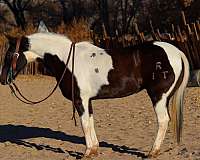 beginner-safe-quarter-horse