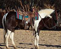 quarter-horse