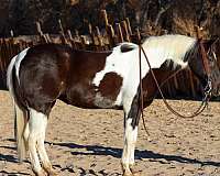 ranch-work-quarter-horse