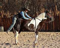 athletic-quarter-horse