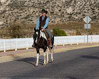 ranch-quarter-horse