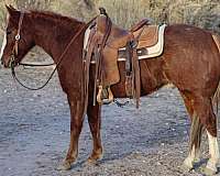 ranch-work-quarter-horse