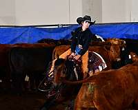 finals-gelding