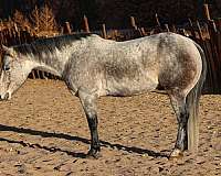 grey-none-horse