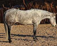 quarter-horse