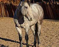 ranch-work-quarter-horse