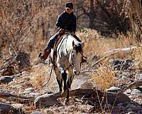 husband-safe-quarter-horse