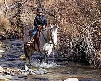 ranch-quarter-horse