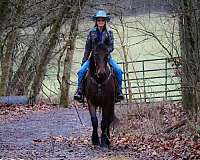 ranch-work-quarter-horse