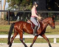 endurance-mustang-pony