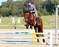 equitation-mustang-pony