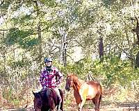 hunter-under-saddle-mustang-pony