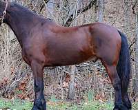 bay-quarter-horse