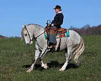 percheron-quarter-horse