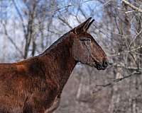 ranch-work-quarter-horse