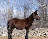 trail-quarter-horse