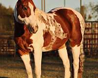 quarter-horse