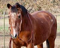 ranch-work-quarter-pony