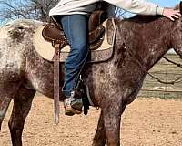 appaloosa-mare-quarter-pony