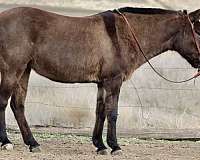 quarter-horse