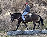 ranch-work-quarter-horse