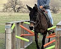 appaloosa-quarter-horse