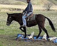 trail-quarter-horse