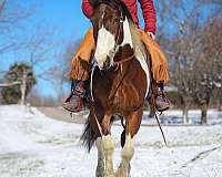 appaloosa-quarter-horse