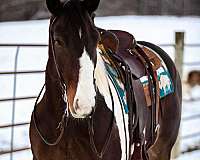 trail-quarter-horse