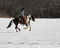 beginner-quarter-horse