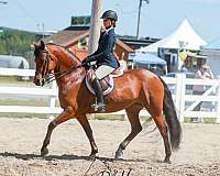 athletic-friesian-horse